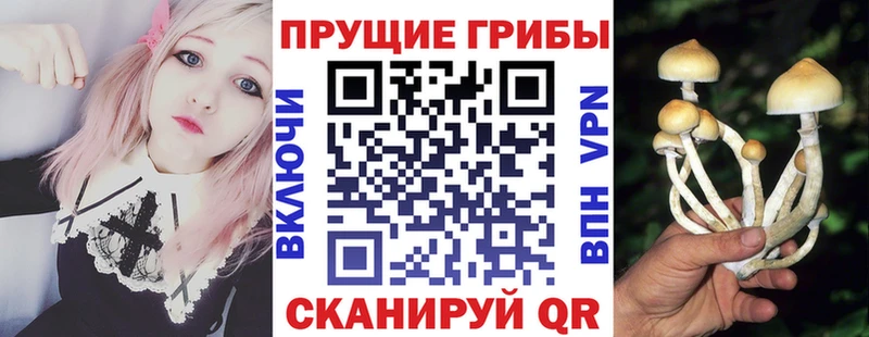 Псилоцибиновые грибы Psilocybe  Кизел 